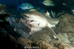 One of about a dozen black tip reef sharks in the area. by Ron Mack 
